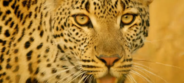 Los leopardos ni se pueden acercar a este animal - Sputnik Mundo