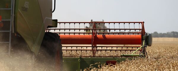 Cosecha de trigo en la región rusa de Krasnodar - Sputnik Mundo