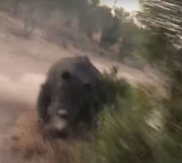 Persecución de película: varios turistas logran escapar de un rinoceronte - Sputnik Mundo