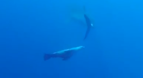 Pequeña pero valiente: una foca ahuyenta a dos tiburones blancos Pequeña pero valiente: una foca ahuyenta a dos tiburones blancos - Sputnik Mundo