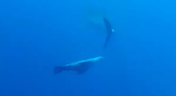 Pequeña pero valiente: una foca ahuyenta a dos tiburones blancos Pequeña pero valiente: una foca ahuyenta a dos tiburones blancos - Sputnik Mundo