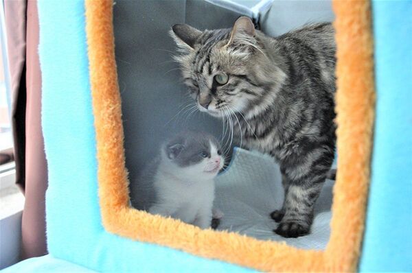 La clonación de mascotas en China... ¿progreso o peligro para las especies? - Sputnik Mundo