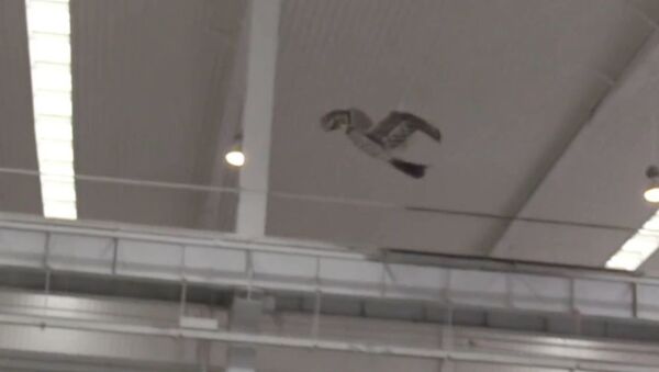 Dron chino Jinete del Viento Dron chino Jinete del Viento - Sputnik Mundo