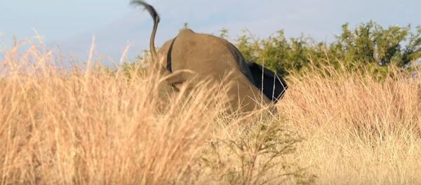 Tropezón de un elefante - Sputnik Mundo