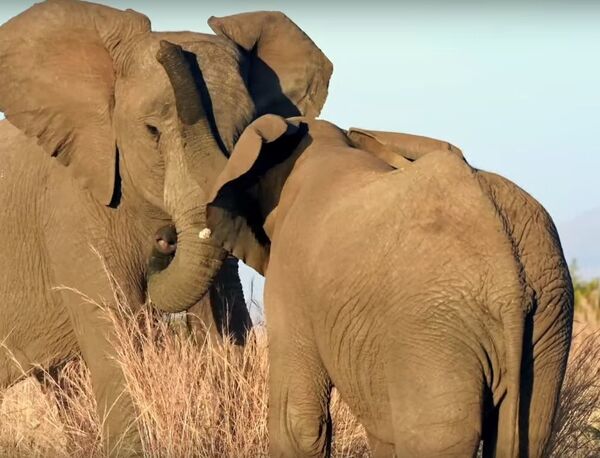 Un elefante gana una batalla y se pega un tropezón victorioso Un elefante gana una batalla y se pega un tropezón victorioso - Sputnik Mundo