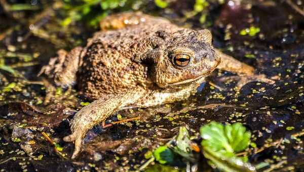 Un sapo, foto de archivo Un sapo, foto de archivo - Sputnik Mundo