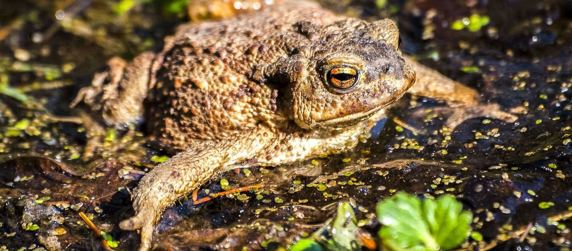 Un sapo, foto de archivo - Sputnik Mundo, 1920, 21.08.2019
