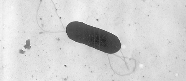 Listeria monocytogenes bacterium - Sputnik Mundo