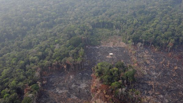 Los bosques de Amazonía Los bosques de Amazonía - Sputnik Mundo