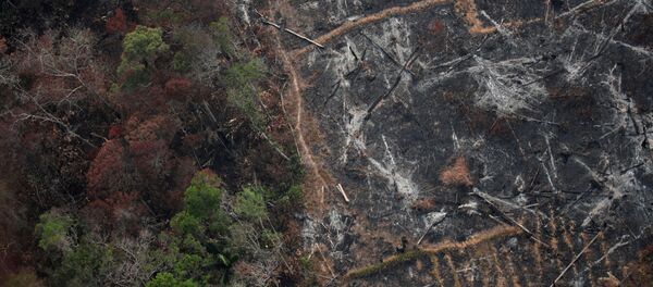 Incendios en Amazonía - Sputnik Mundo