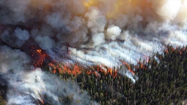 Incendios forestales  - Sputnik Mundo