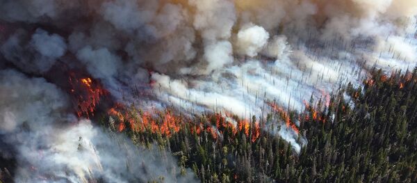 Incendios forestales  - Sputnik Mundo
