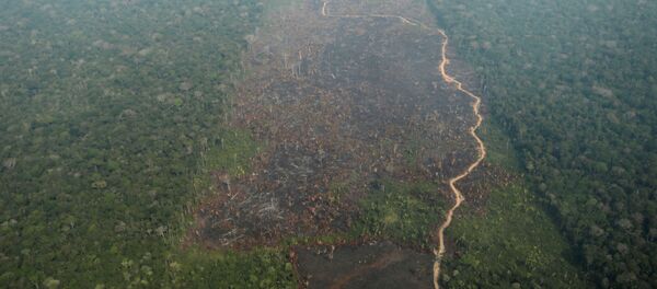 Deforestación en la selva del Amazonas - Sputnik Mundo