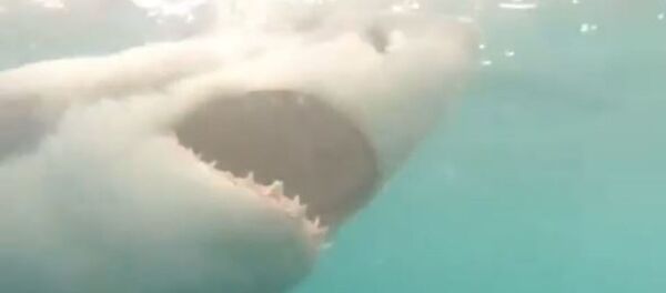 Alimentación de un gran tiburón blanco - Sputnik Mundo