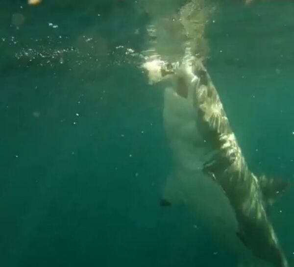 Cómo alimentar a un gran tiburón blanco... y no morir en el intento - Sputnik Mundo