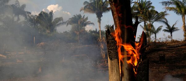Un tronco se quema en medio de los incendios que afectan a la selva amazónica Un tronco se quema en medio de los incendios que afectan a la selva amazónica - Sputnik Mundo
