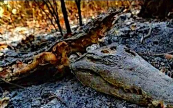 Animales muertos como consecuencia de los incendios en la selva amazónica Animales muertos como consecuencia de los incendios en la selva amazónica - Sputnik Mundo
