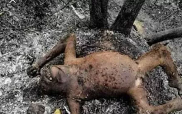 Animales muertos como consecuencia de los incendios en la selva amazónica Animales muertos como consecuencia de los incendios en la selva amazónica - Sputnik Mundo