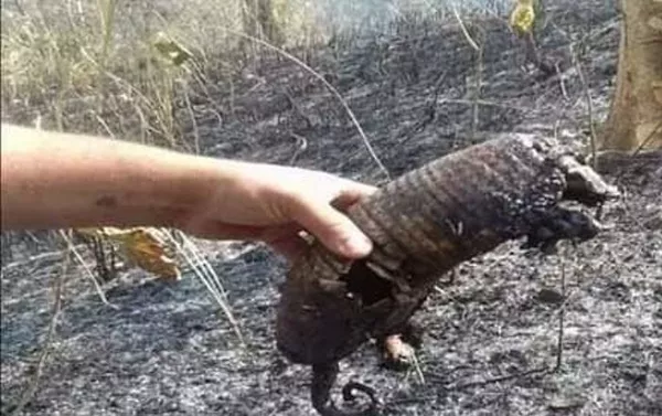 Animales muertos como consecuencia de los incendios en la selva amazónica Animales muertos como consecuencia de los incendios en la selva amazónica - Sputnik Mundo