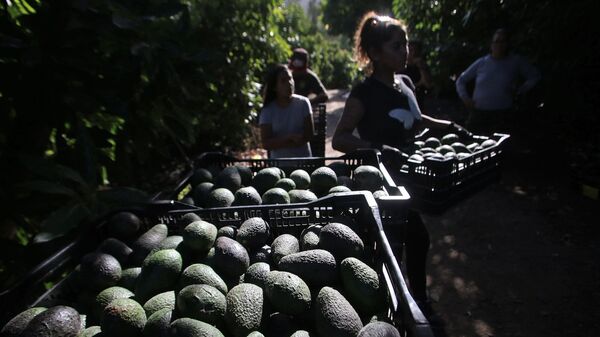 Cultivos de palta en Petorca, Chile - Sputnik Mundo