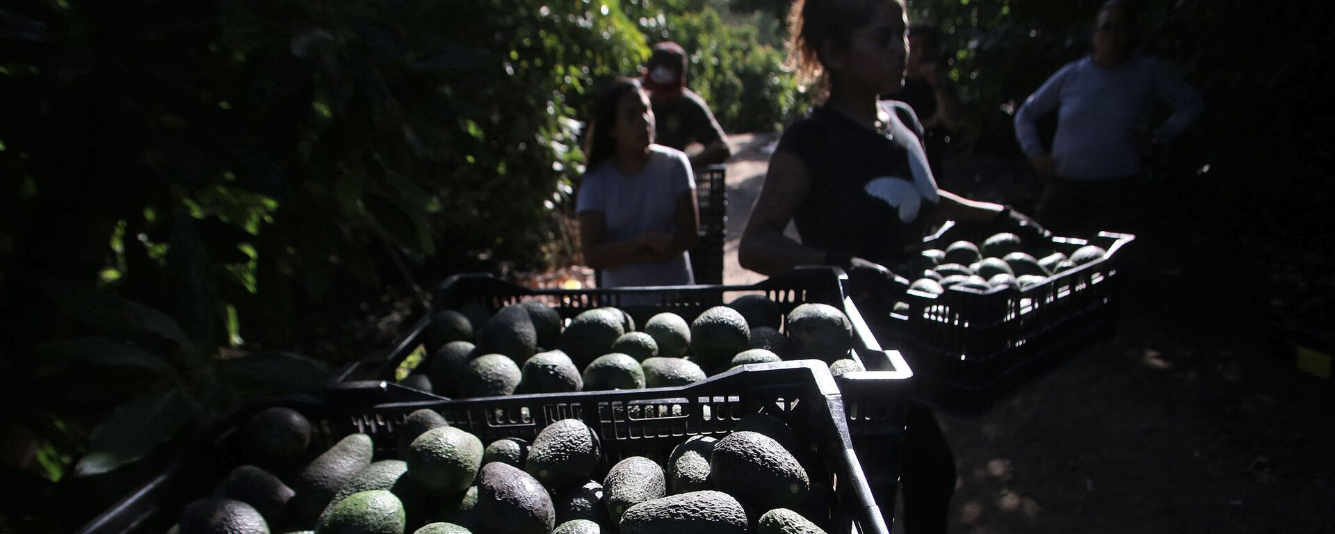 Cultivos de palta en Petorca, Chile - Sputnik Mundo, 1920, 26.08.2019