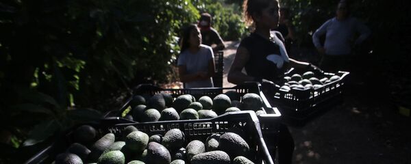 Cultivos de palta en Petorca, Chile - Sputnik Mundo