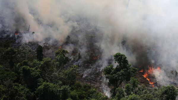 Incendio forestal (Archivo) - Sputnik Mundo