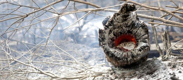 Incendios en la cuenca del Amazonas - Sputnik Mundo