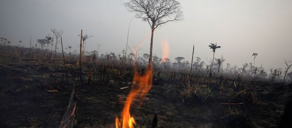 Incendios en la Amazonía - Sputnik Mundo