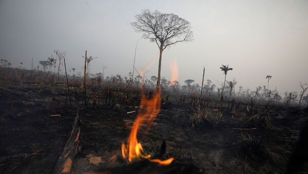 Incendios en la Amazonía - Sputnik Mundo