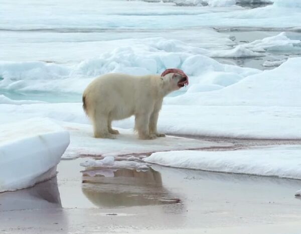 Crueles juegos del Ártico: un oso polar se divierte con su presa - Sputnik Mundo