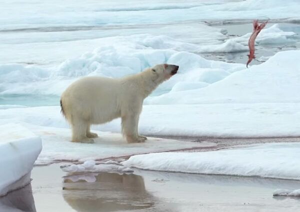Crueles juegos del Ártico: un oso polar se divierte con su presa - Sputnik Mundo