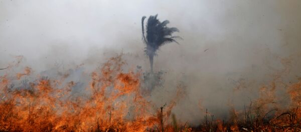 Incendios en la Amazonía brasileña - Sputnik Mundo