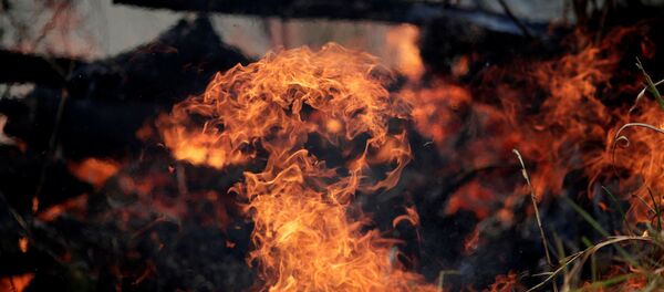 Incendios en la Amazonía Incendios en la Amazonía - Sputnik Mundo