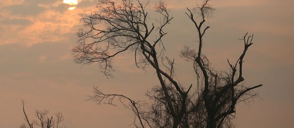 Consecuencias de los incendios forestales en Amazonía  - Sputnik Mundo