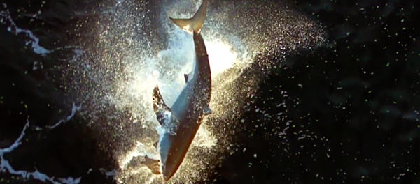 El salto de ataque de un tiburón blanco, a vista de pájaro - Sputnik Mundo