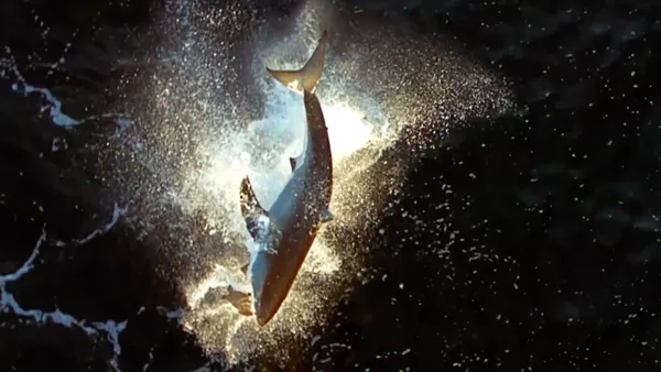 El salto de ataque de un tiburón blanco, a vista de pájaro
