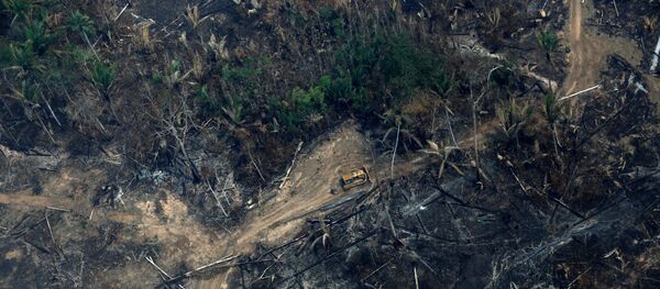 Consecuencias de los incendios en la Amazonía - Sputnik Mundo