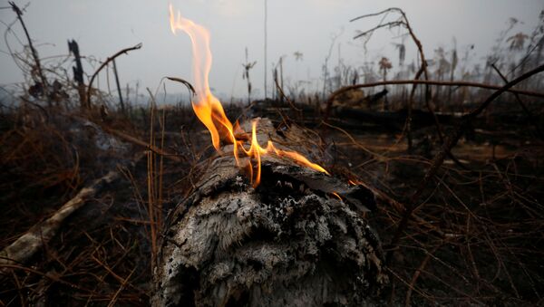 Incendios en la Amazonía - Sputnik Mundo