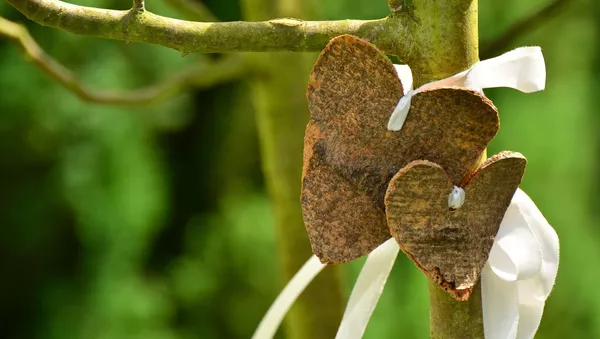 Boda árbol