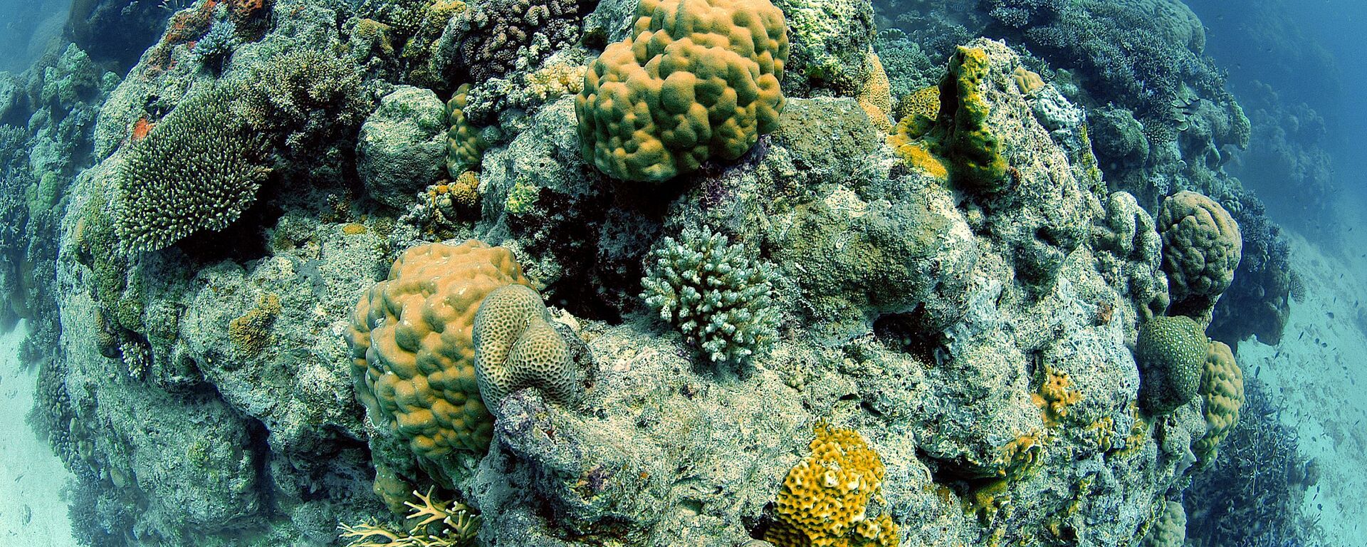Parte de la Gran Barrera de Coral, en Australia - Sputnik Mundo, 1920, 29.11.2022