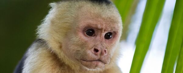 Un mono capuchino (archivo) Un mono capuchino (archivo) - Sputnik Mundo