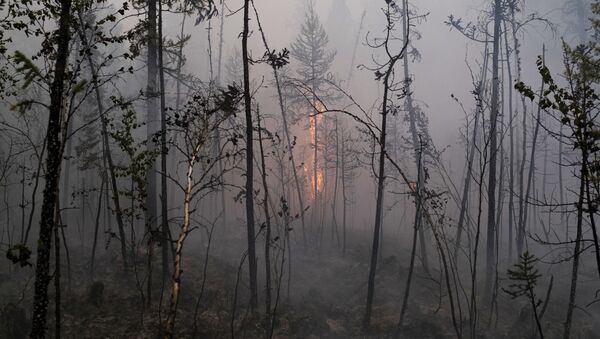 Incendios forestales en Siberia - Sputnik Mundo