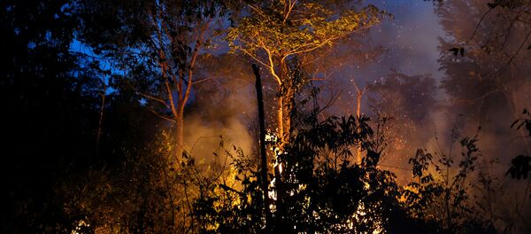 Incendios forestales en la Amazonía Incendios forestales en la Amazonía - Sputnik Mundo