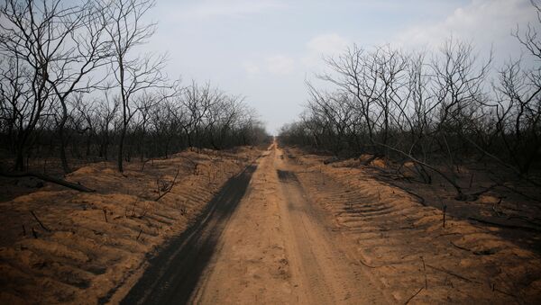 Incendios en Bolivia - Sputnik Mundo