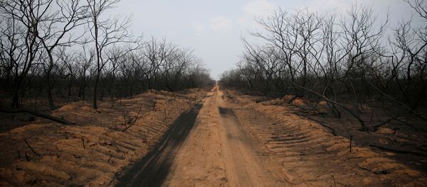 Incendios en Bolivia - Sputnik Mundo
