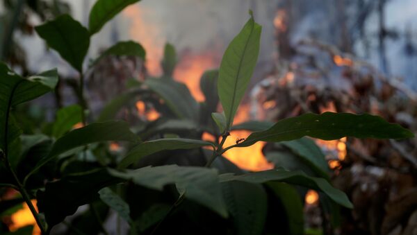 Incendios en la Amazonía - Sputnik Mundo