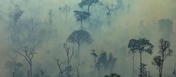 Tierra cubierta de cenizas: los incendios forestales en la Amazonía - Sputnik Mundo