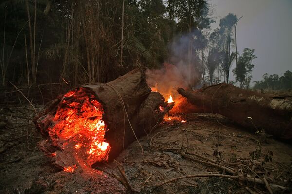 Tierra cubierta de cenizas: los incendios forestales en la Amazonía - Sputnik Mundo