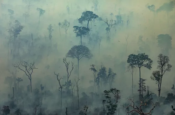 Tierra cubierta de cenizas: los incendios forestales en la Amazonía Tierra cubierta de cenizas: los incendios forestales en la Amazonía - Sputnik Mundo